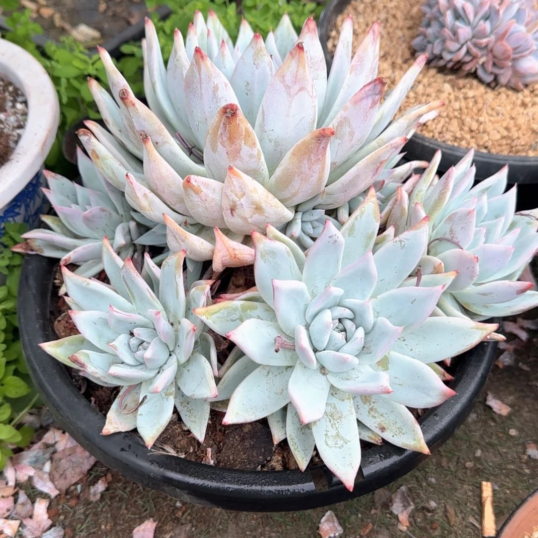 多肉植物多肉植物