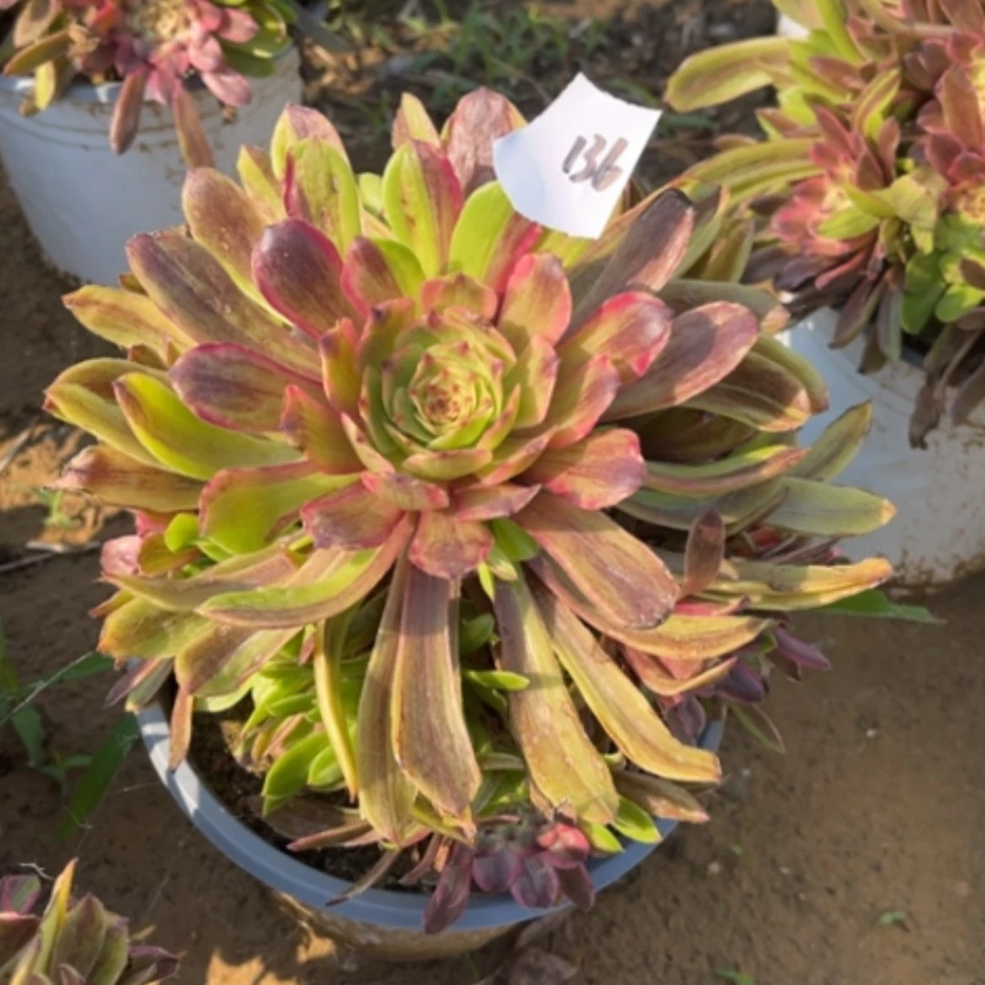 【闪购商品】136花脸粉黛多肉法师