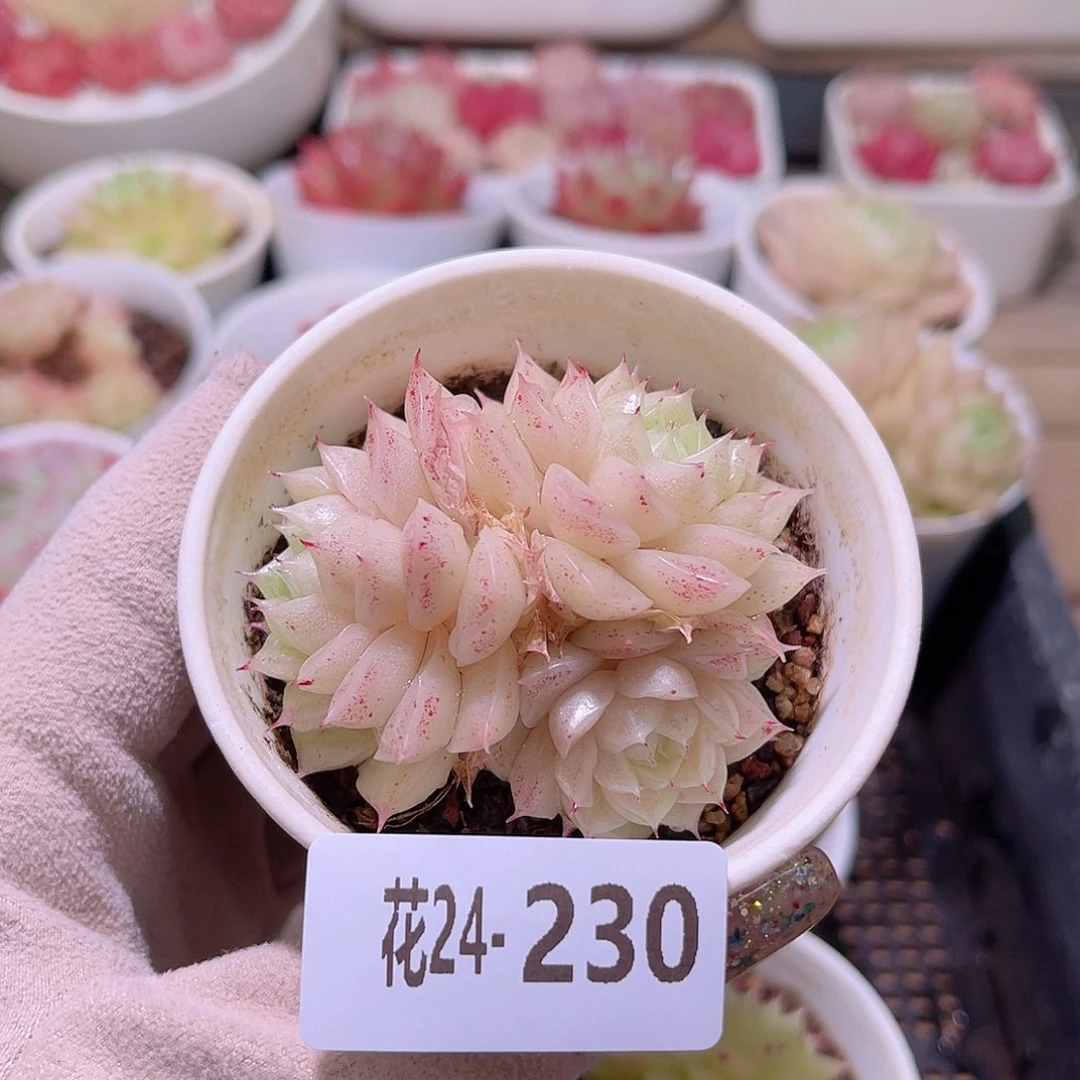 花利美24-230麦秆群