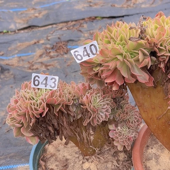 小***喜多肉植物两个法师