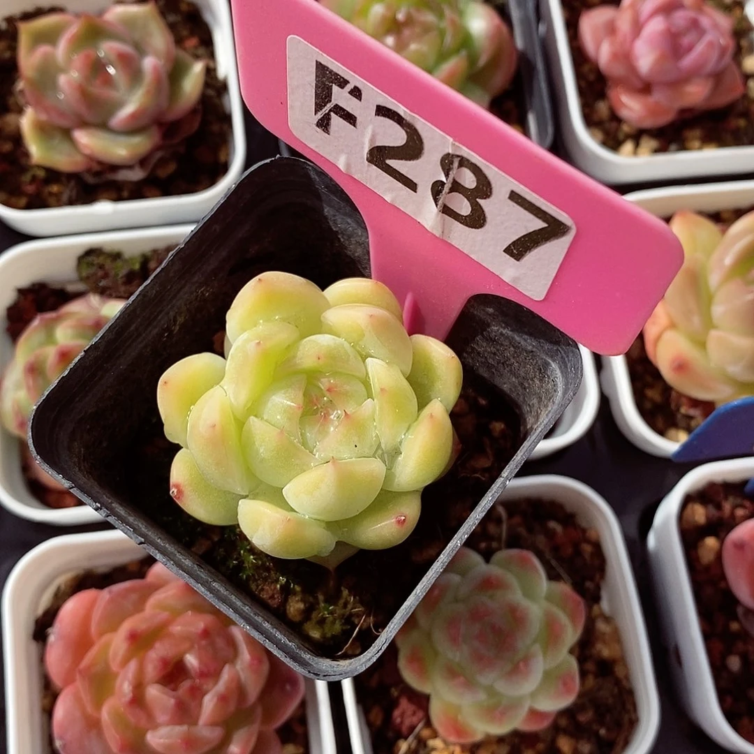 小精品3-4cm多肉植物