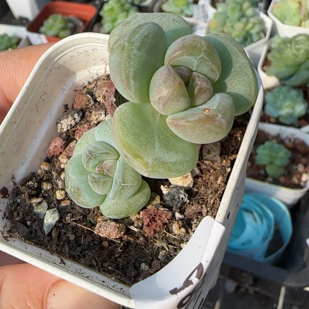 小卡拉米糖心一物一拍