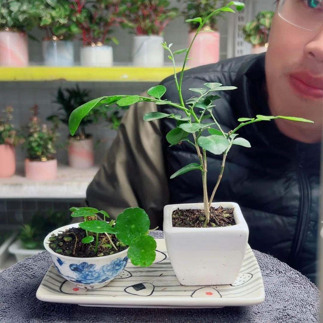 嘟***爸无花朵12