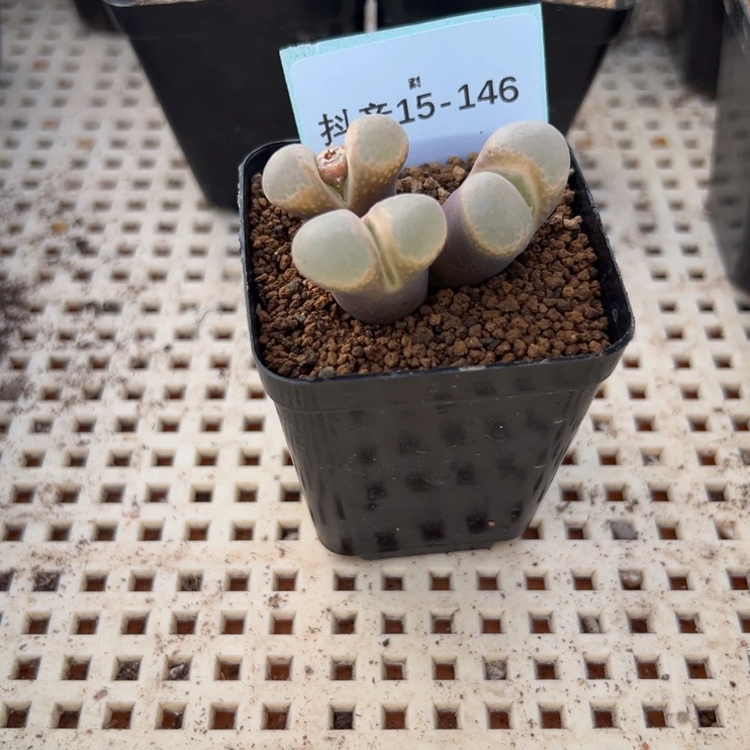 倩**娆15-146肉锥多肉植物