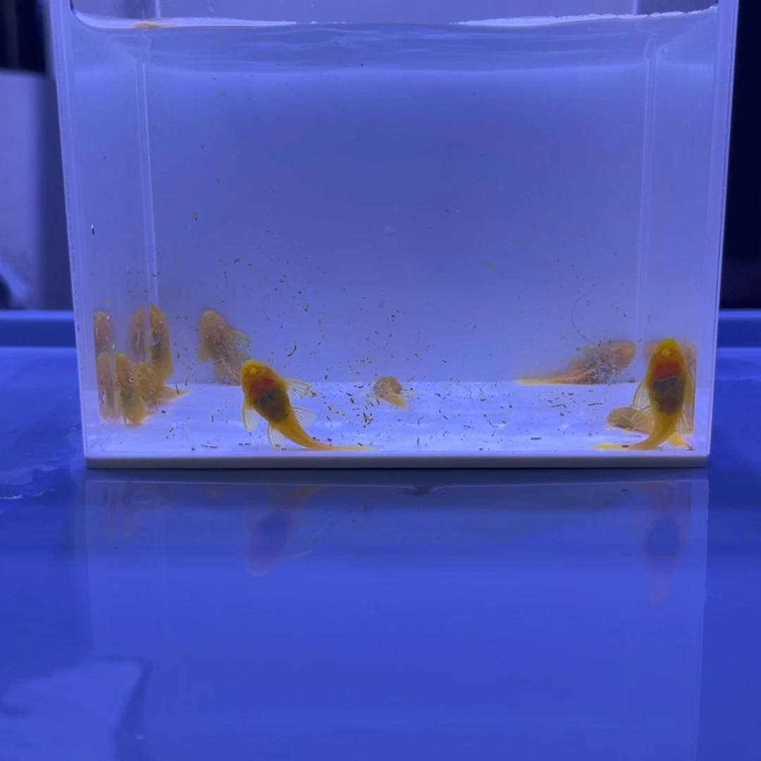 孔雀鱼胡子十条开箱视频报损