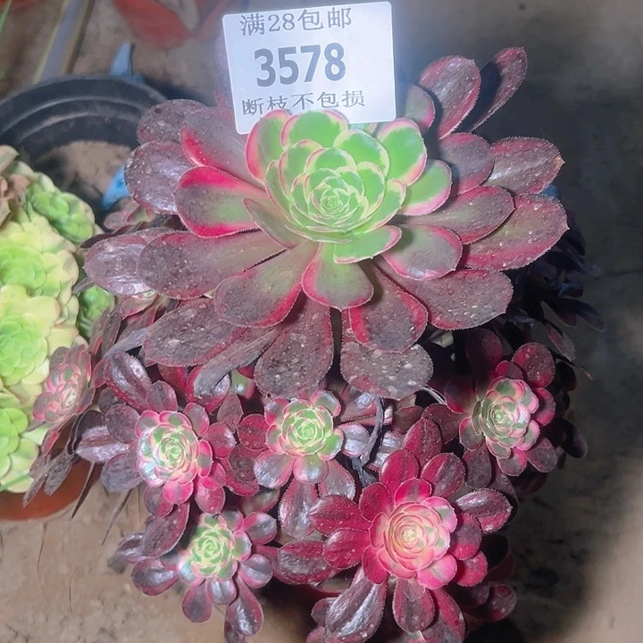 无花朵3578香奈尔多肉植物2号