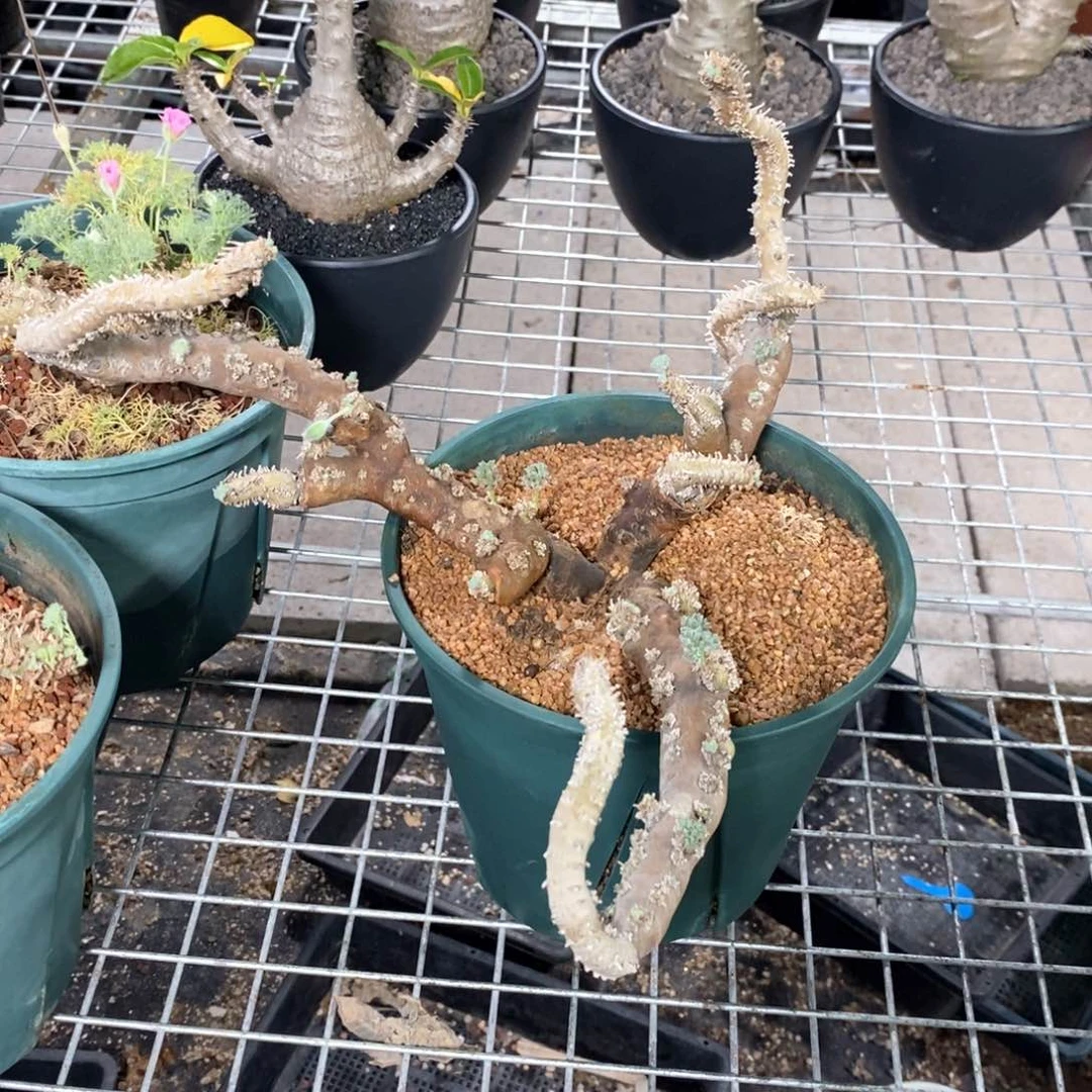 黑皮月界多肉植物