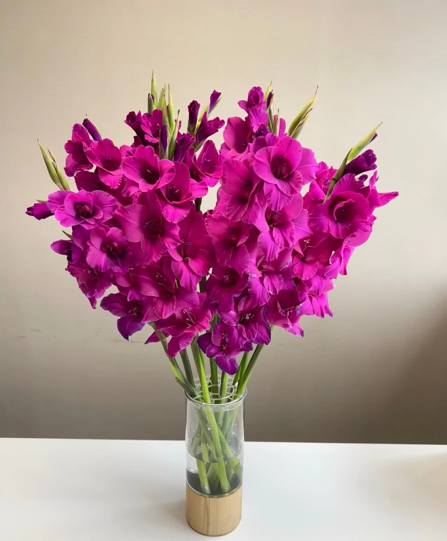 【源头一手价】 新品糖李剑兰5支/10支 节节高 云南基地鲜花 直发