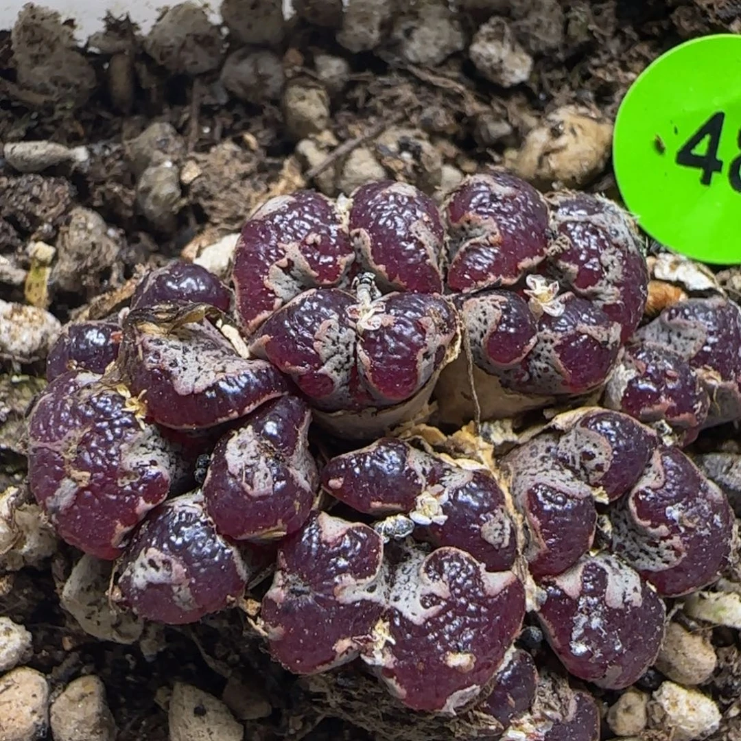 紫体大窗超碟多肉48