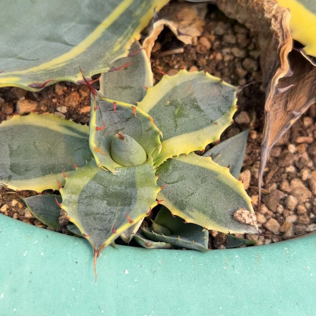 多肉植物龙舌兰道