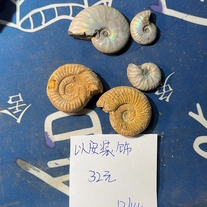 石楠木化石化石化石化石