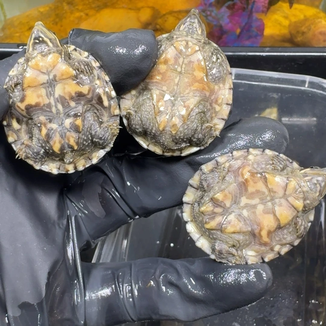 蛋龟不分公母麝香