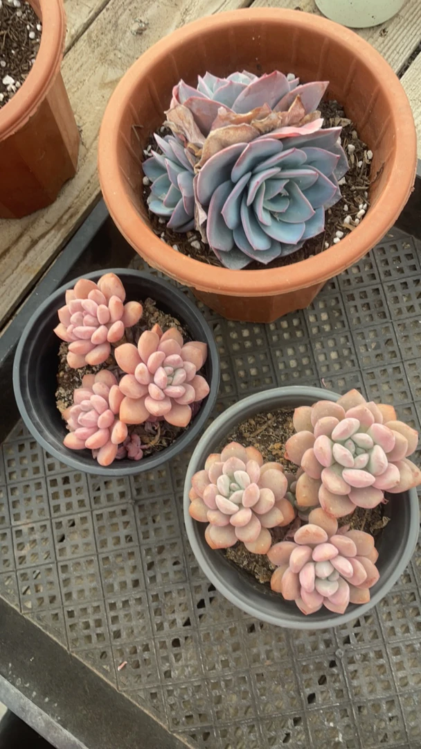 布鲁兰多肉三头小