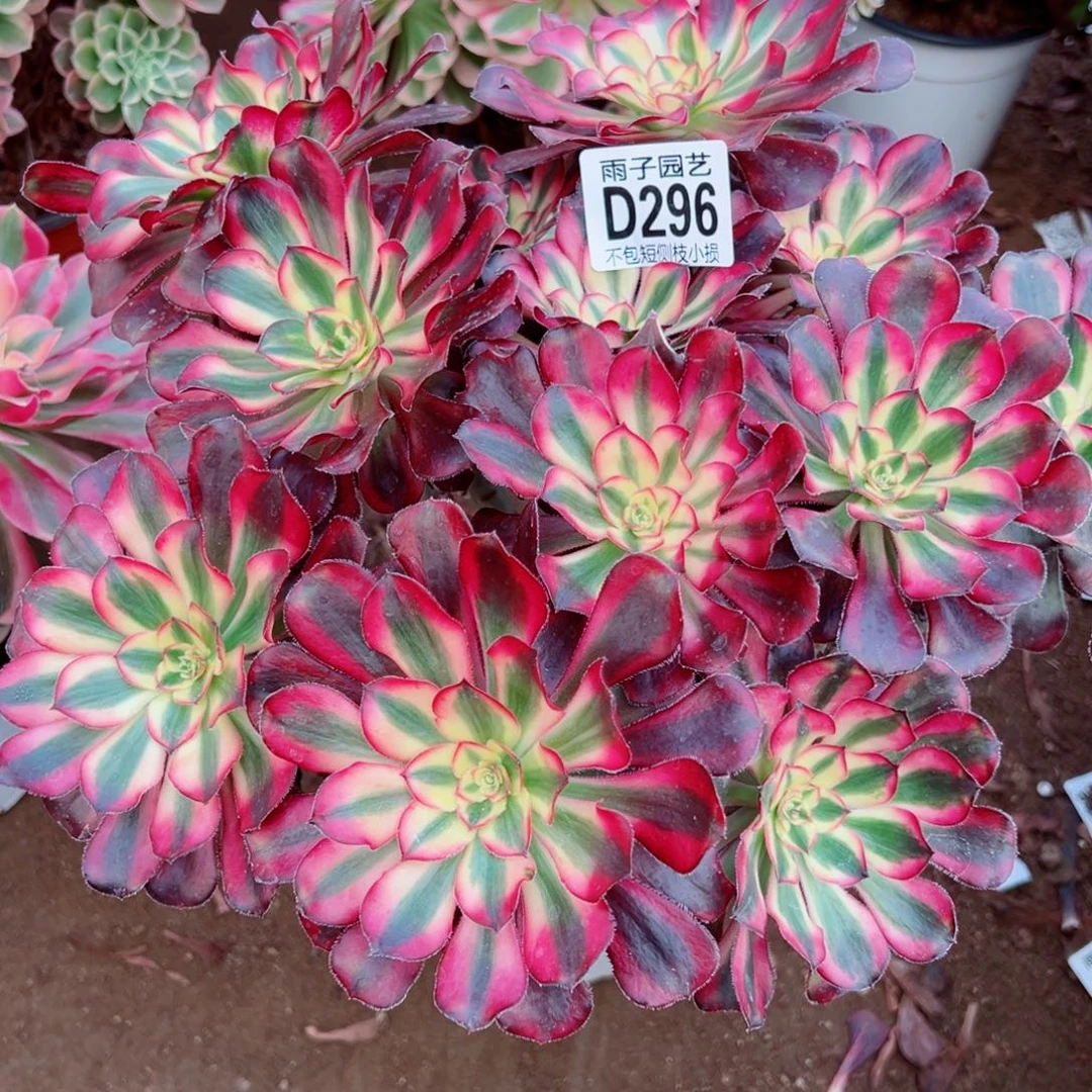 296丽娜雨子多肉植物
