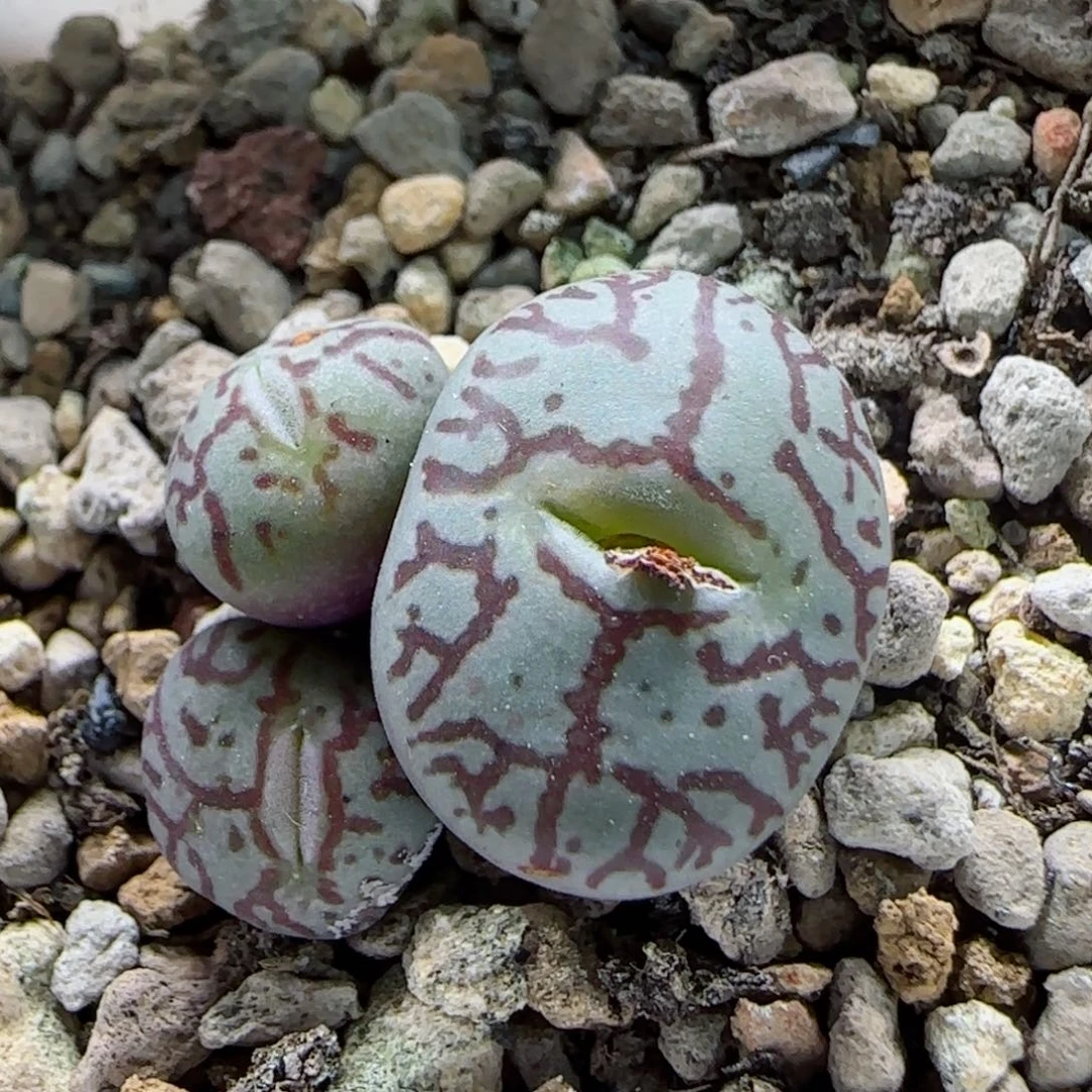 2-20-6-2当天满58包邮粗纹母本墨脱土