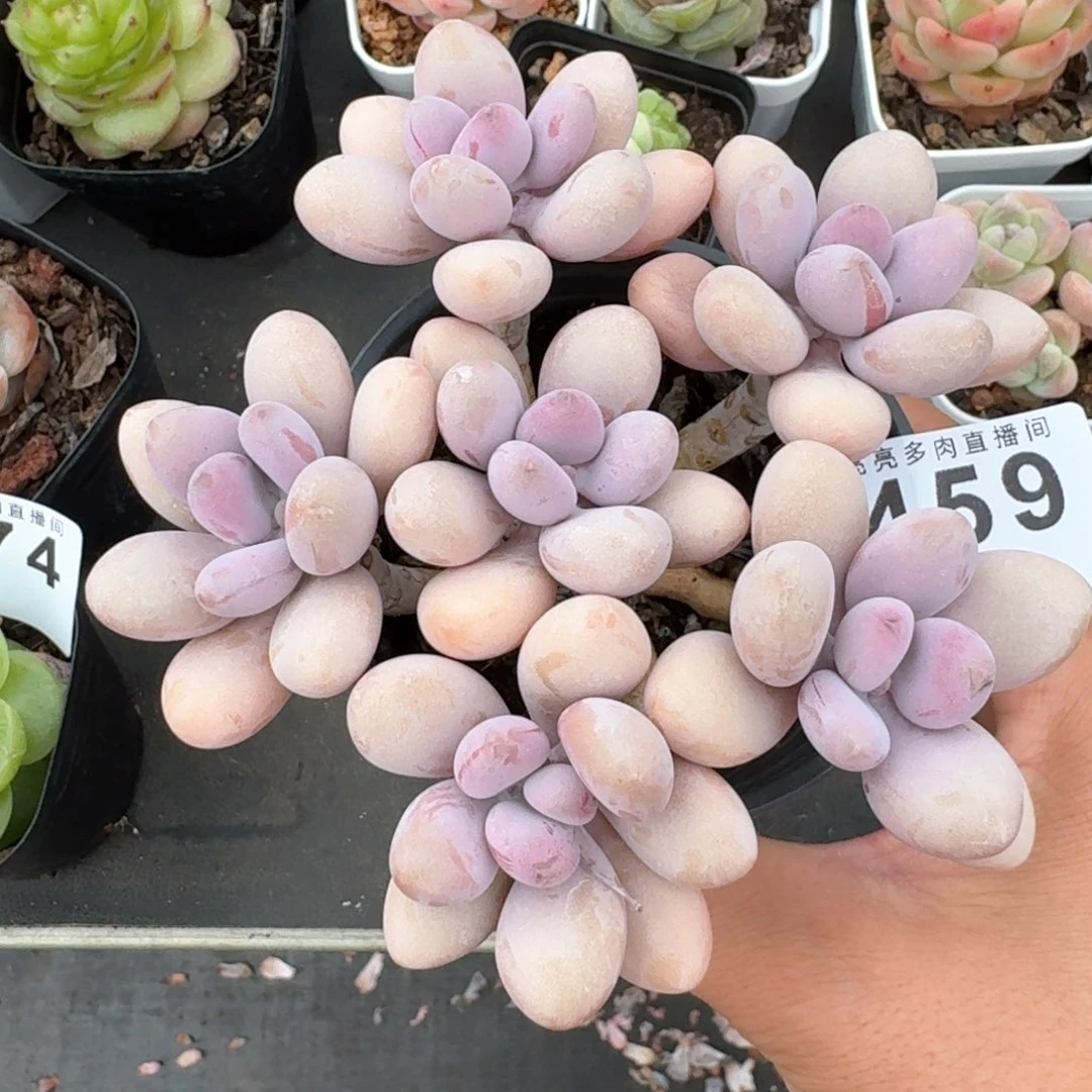 桃蛋老桩         多肉植物