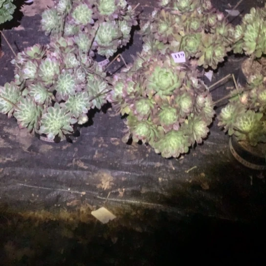 三*多肉植物海鲜419