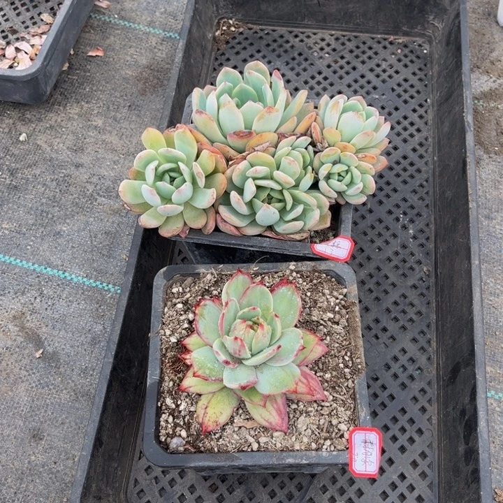 湖*全明星惊鸿一颗