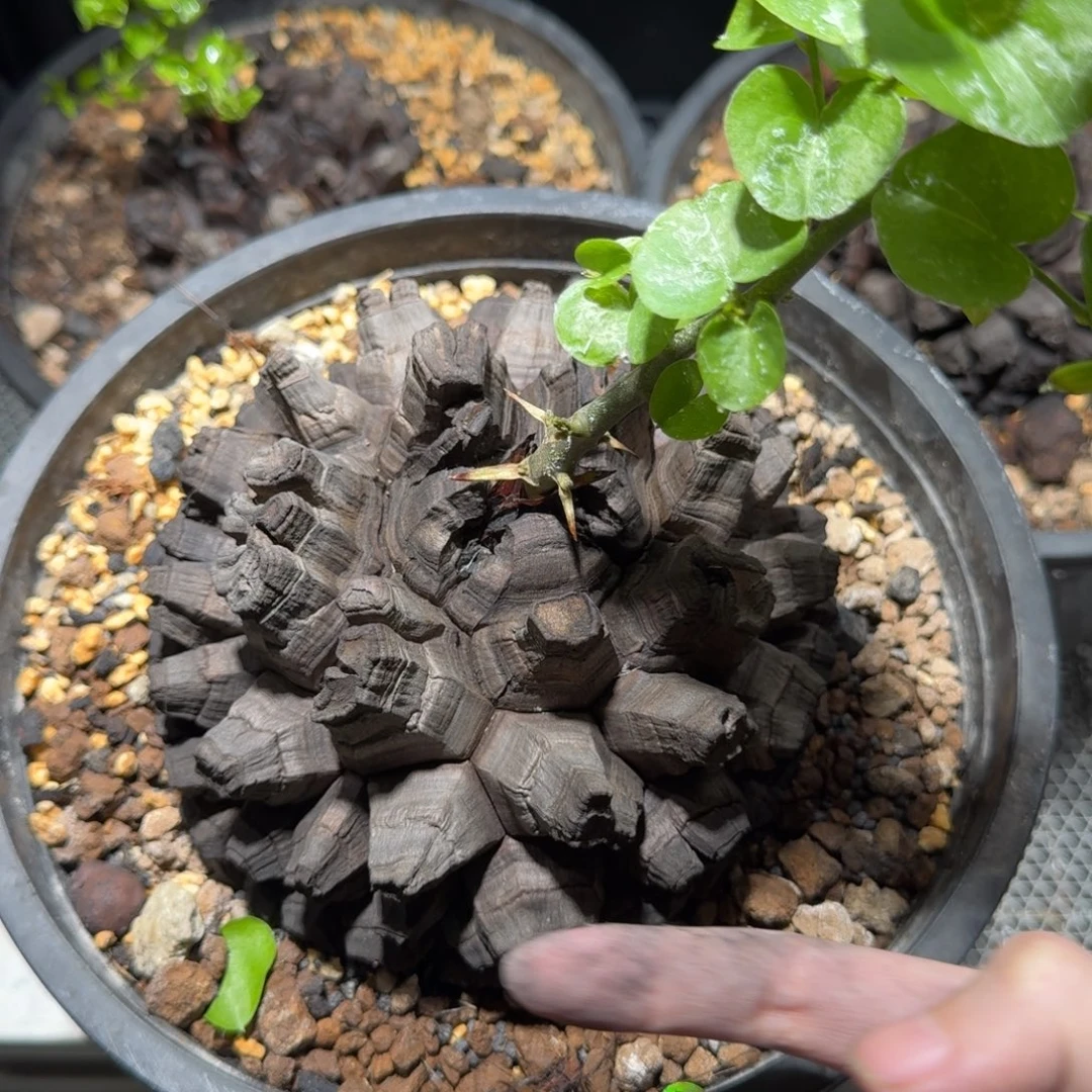 230南非龟甲龙哈哈哈