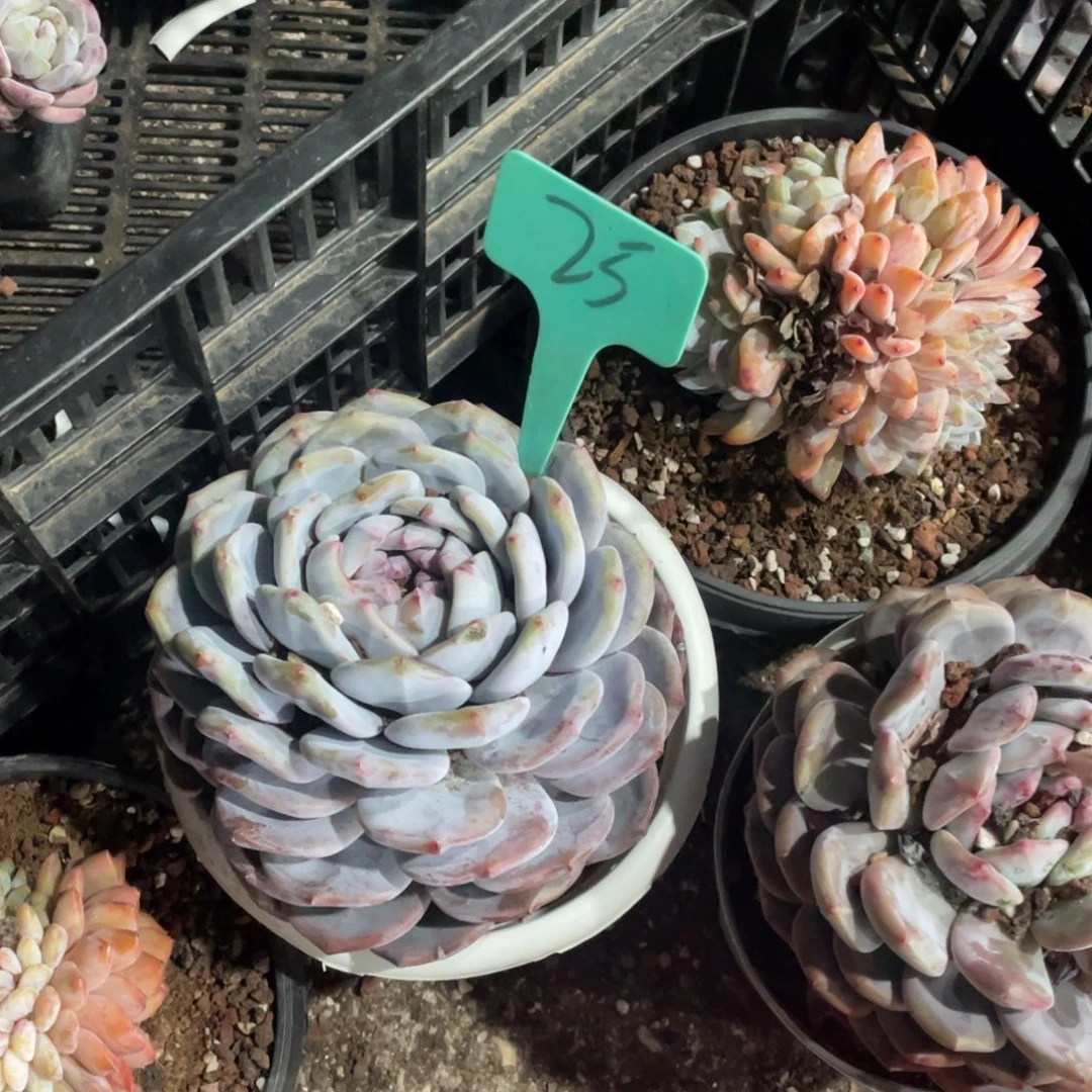 鲸***王星影缀化多头群的25