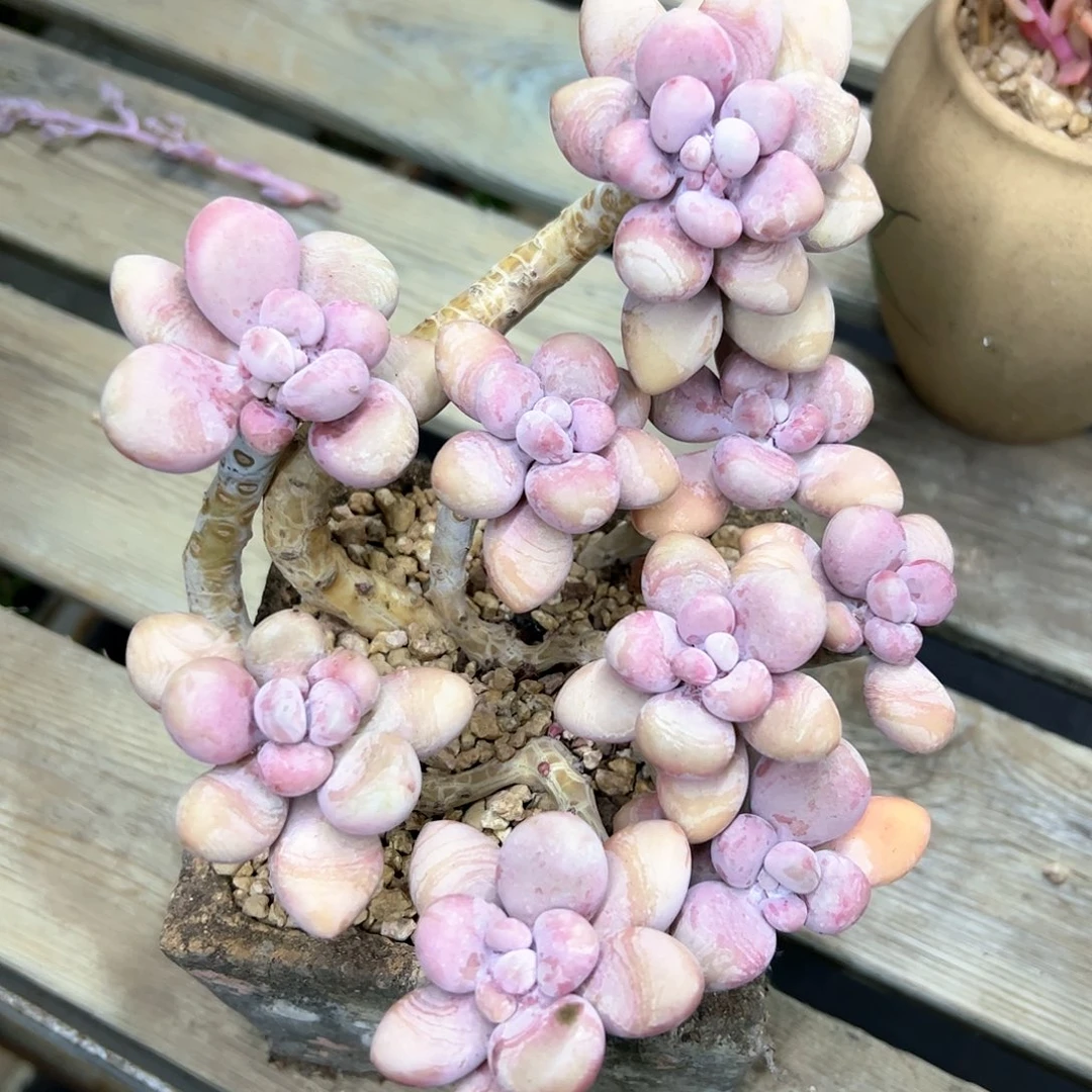 桃蛋28 零零多肉植物