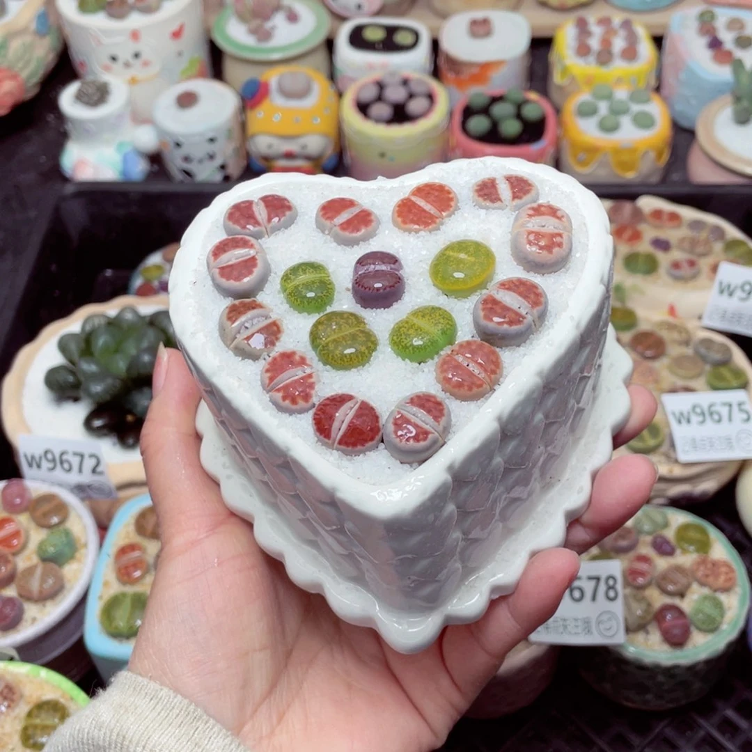 w9681 -零下地区拍保温箱-15支持寄养