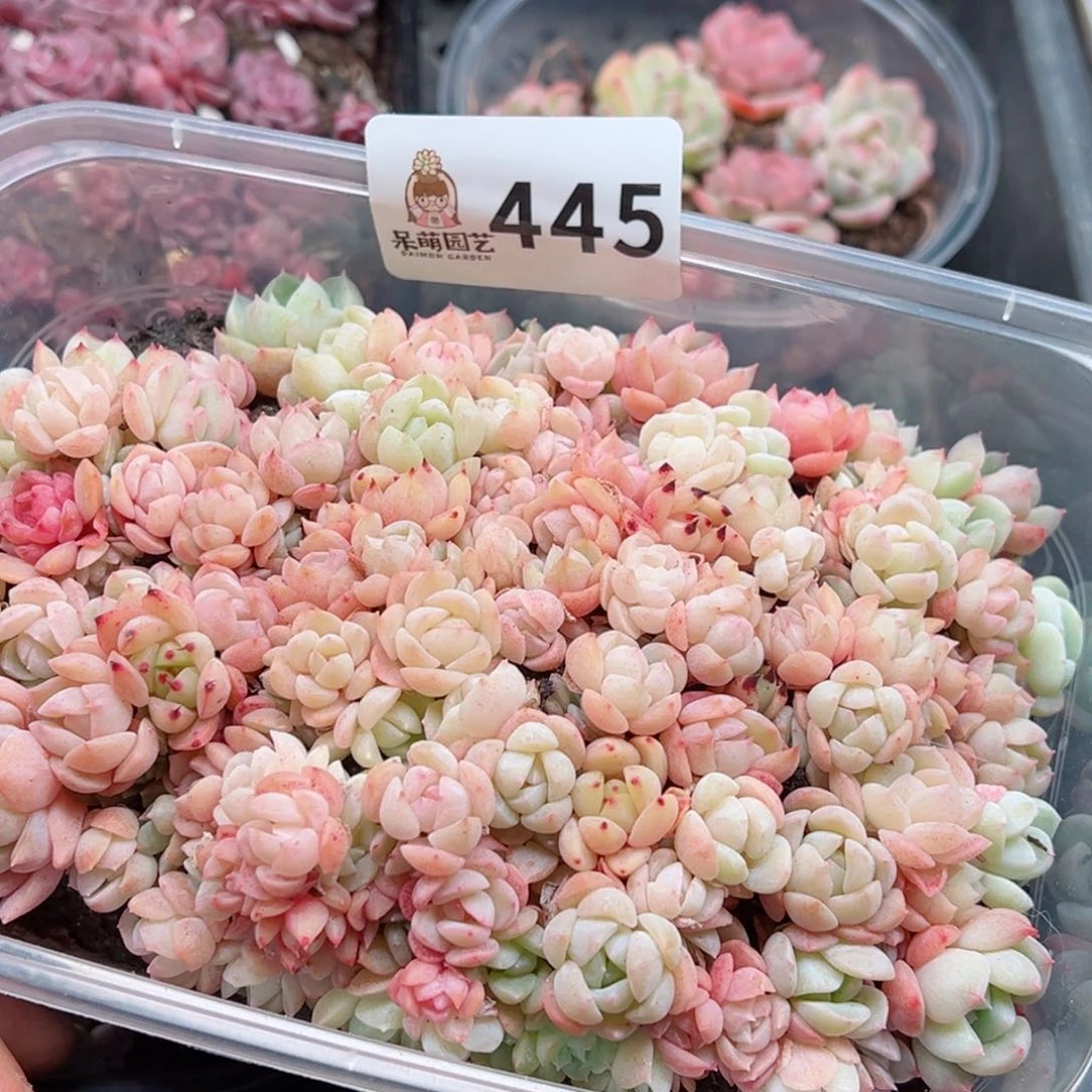 多肉植物多肉植物