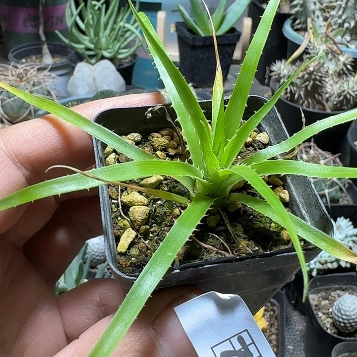 718皇后凤梨带盆发货