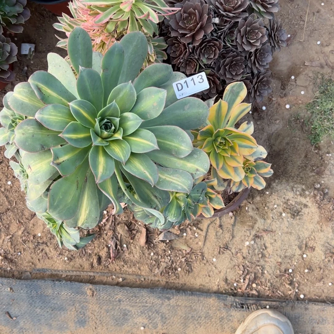 113四颗组合多肉植物法师