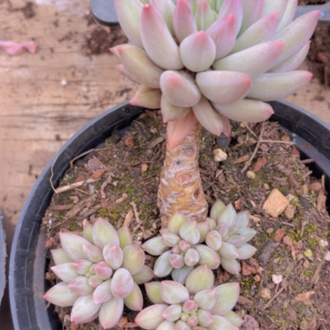 【闪购商品】水晶球1584