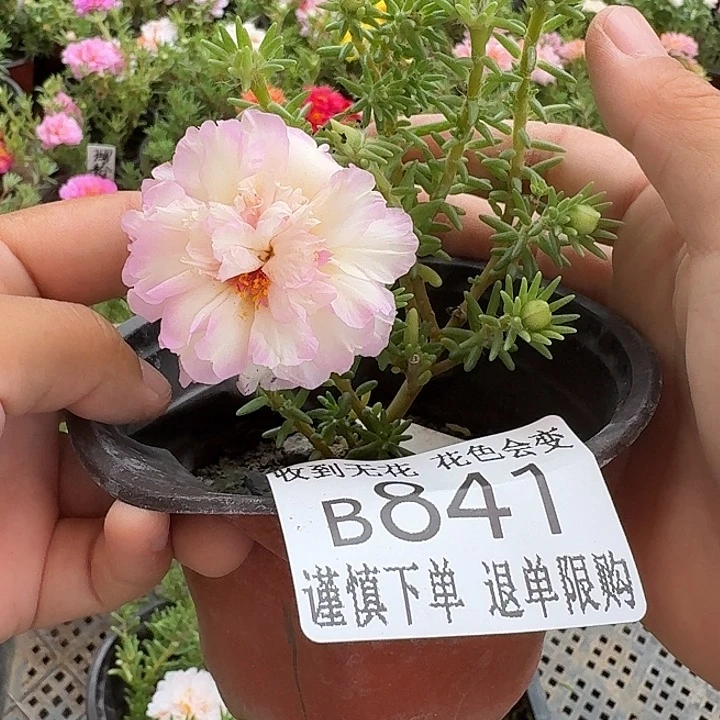 无花朵B841超小苗盆口10cm