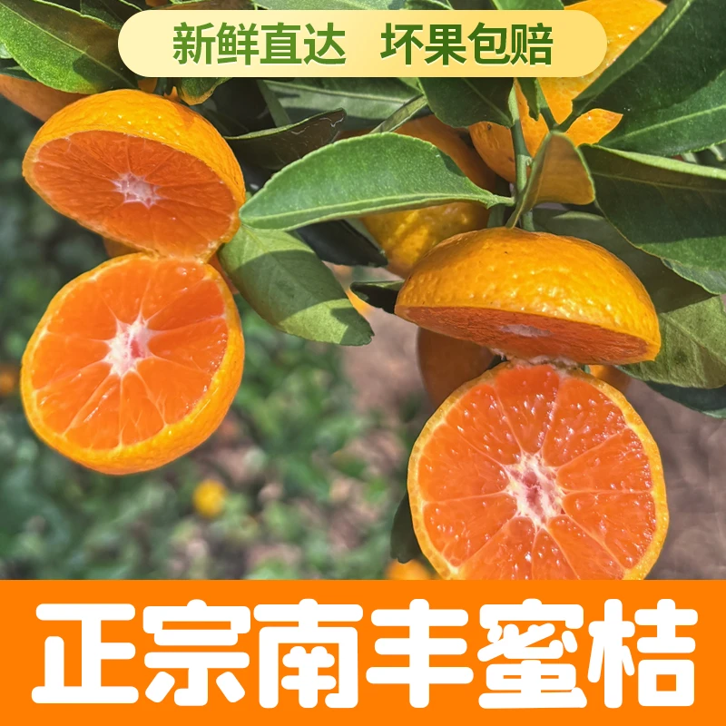 南丰蜜桔蜜广孕妇水果原产地直发批发价酸甜适口