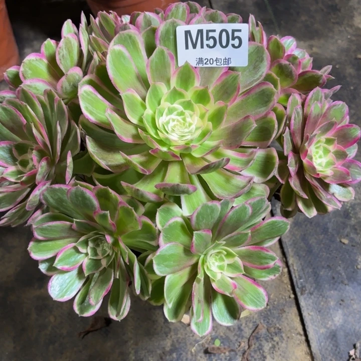 瑞妈，，。。。。。505。孔雀翎