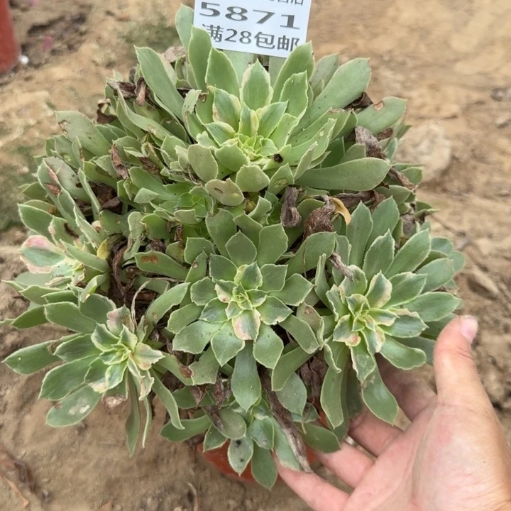5871二号棚光辉多肉K