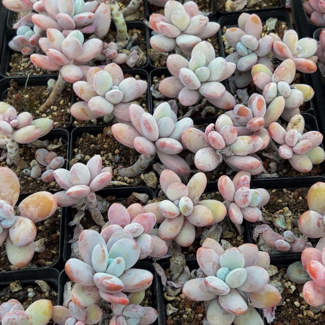 550大热天的时候我还