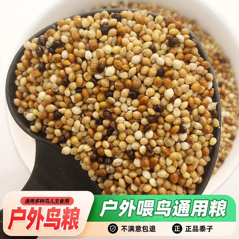 混合黍子户外鸟粮新鲜干净五色黍子麻雀鹦鹉鸽子等鸟类通用粮食
