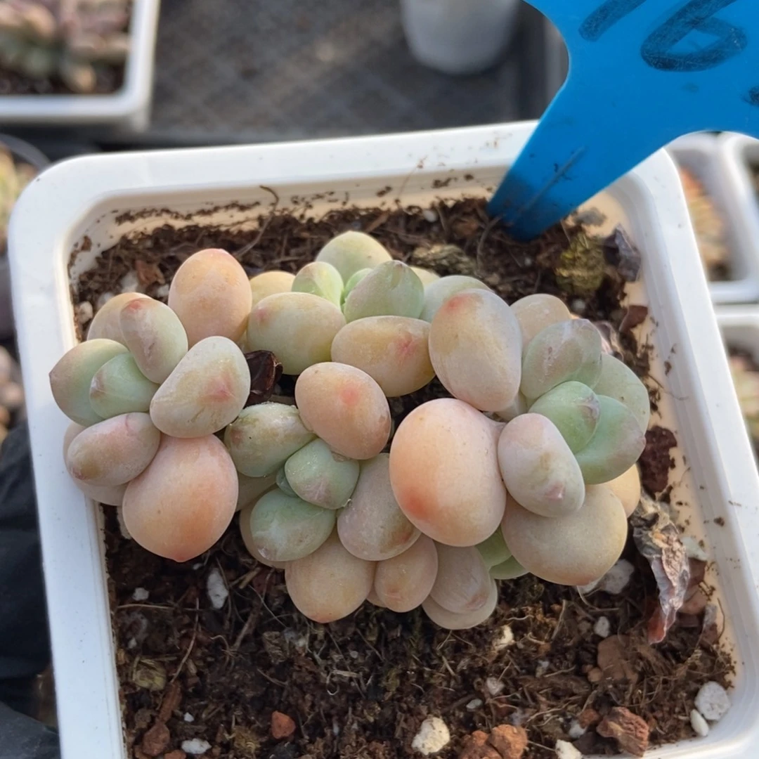 962洛神多肉植物多肉