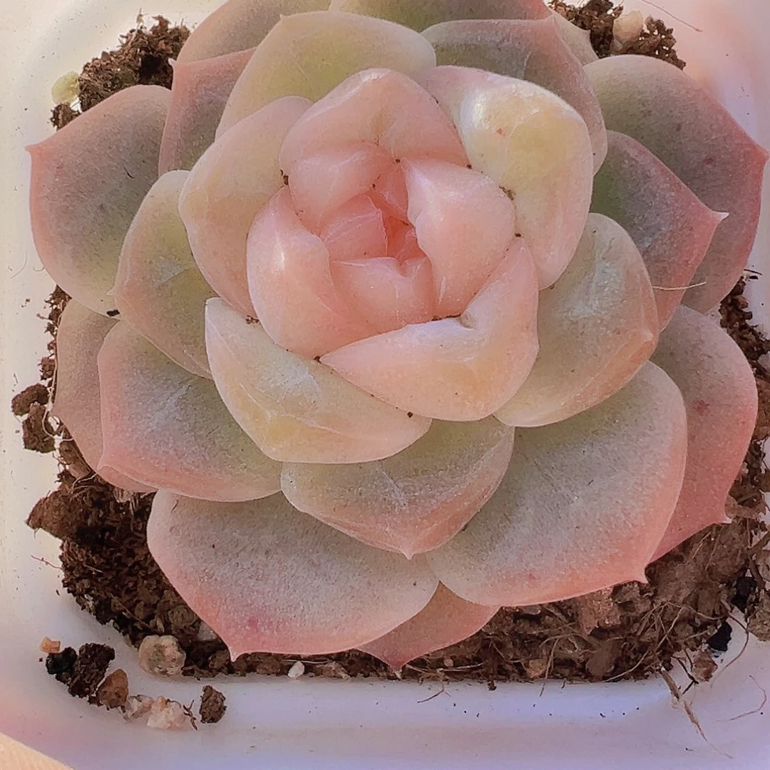 良辰19包邮多肉植物
