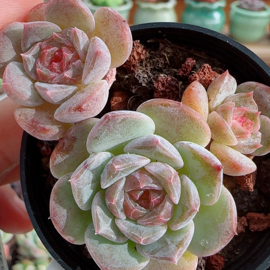 花语逸镜1010-63溏心群