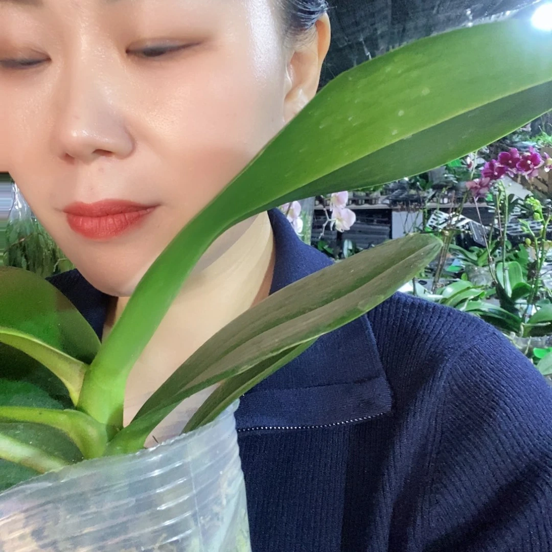 无花朵麒麟蝴蝶兰