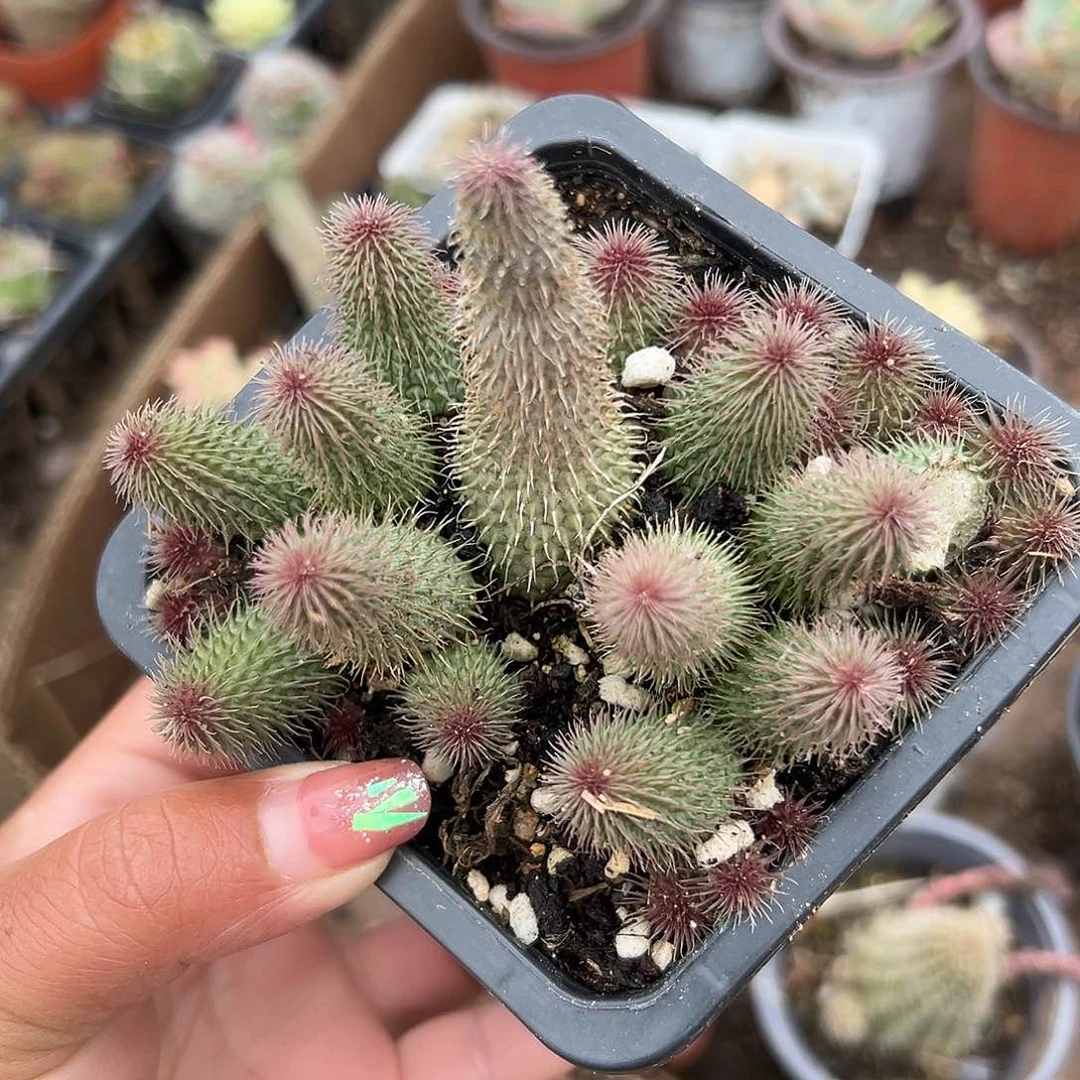 多肉植物微瑕啊修罗