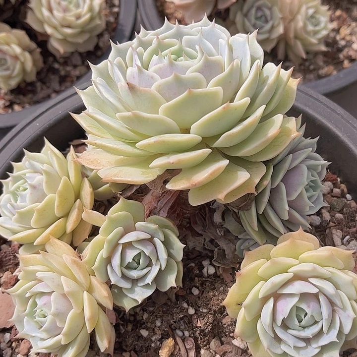 露娜莲不包小损1142多肉植物