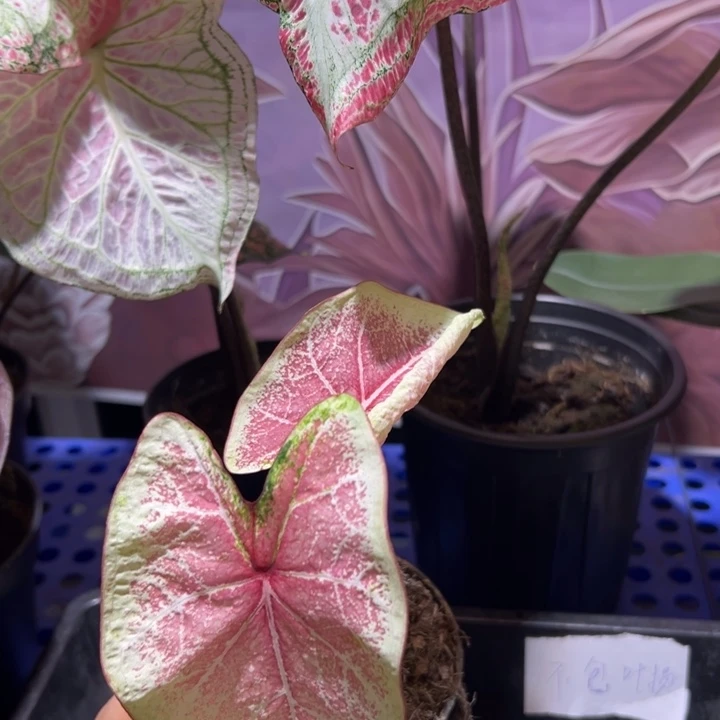 完全开放27 孤品 热植