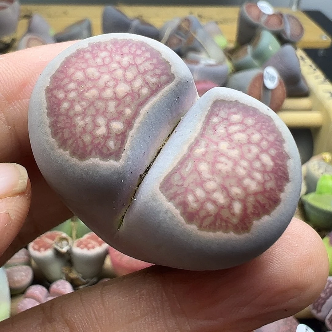 527下播纯炸11111111111