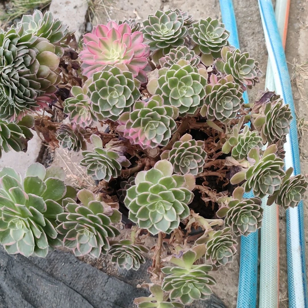 浩***萝多肉法师锦万花筒法师