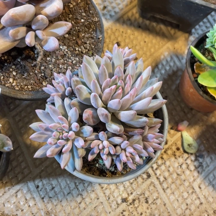 419 满20包邮脱土发货