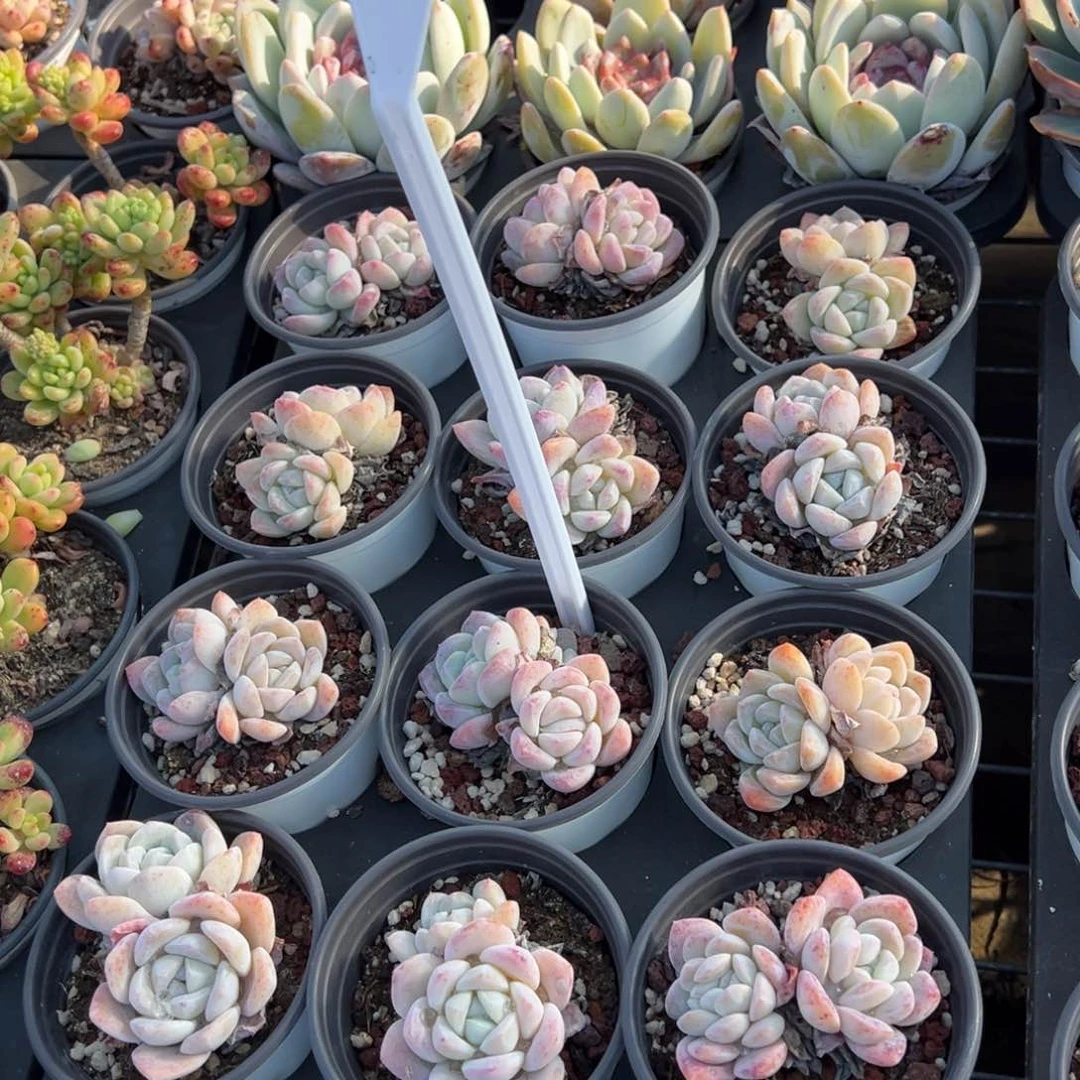 雪媚娘双头一颗量拍多肉满20包邮下午发