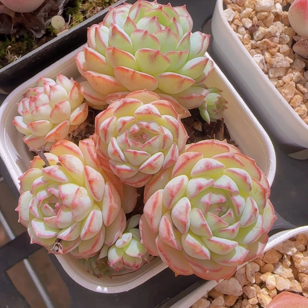 小红船群一物一拍