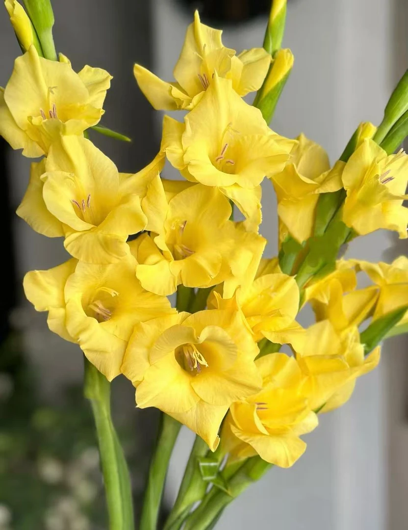 【陌上花开】冰淇淋剑兰-黄色剑兰