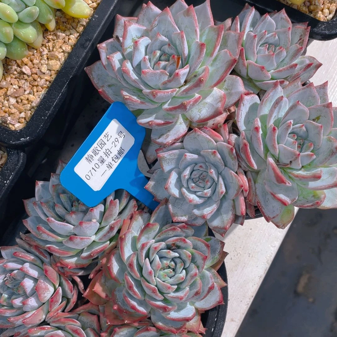 0710-29-粉蓝鸟群生一颗